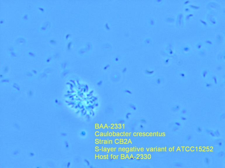 ATCC BAA-2331 Photomicrograph