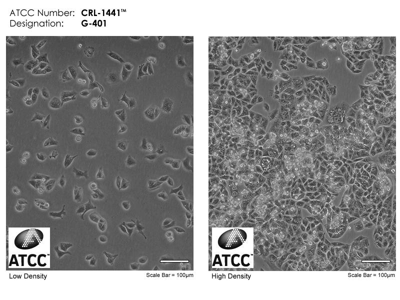 ATCC CRL-1441 Cell Micrograph