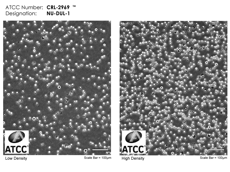 CRL-2969 Micrograph