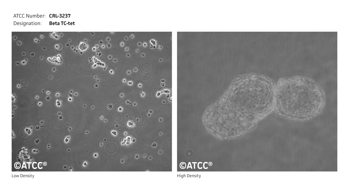 CRL-3237 Cell Micrograph