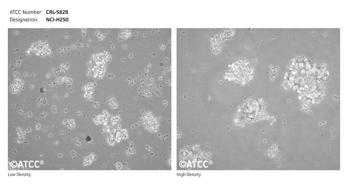 Cell Micrograph of ATCC CRL-5828, NCI-H250