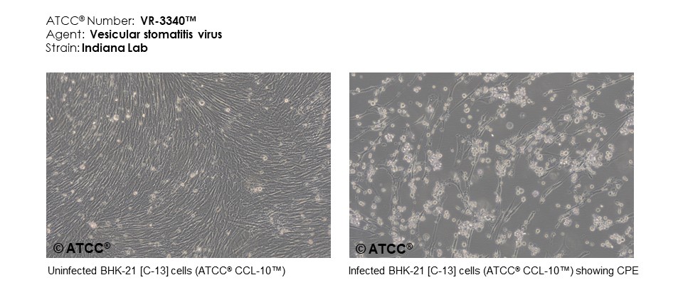 Micrograph of host effects (ATCC VR-3340)