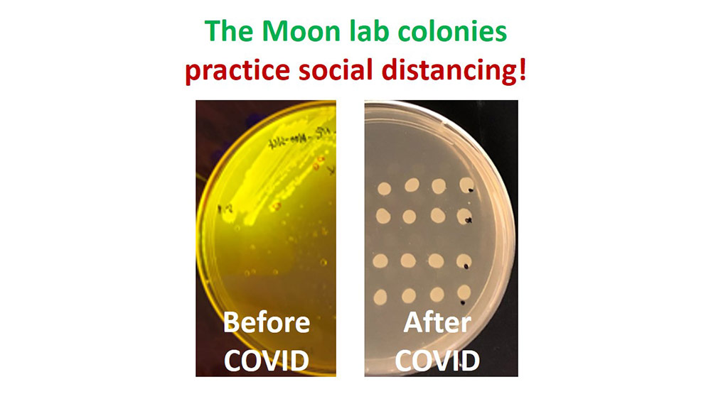 Left: expressing GFP Right: no GFP S. typhimurium (ATCC® 53647)