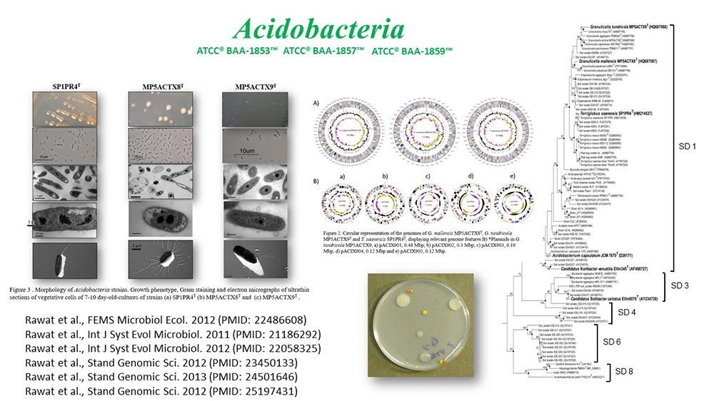 Cold-adapted Acidobacteria from Arctic tundra. 1. ATCC BAA-1853 Terriglobus saanensis; 2. ATCC BAA-1857 Granulicella mallensis; 3. ATCC BAA-1859 Granulicella tundricola