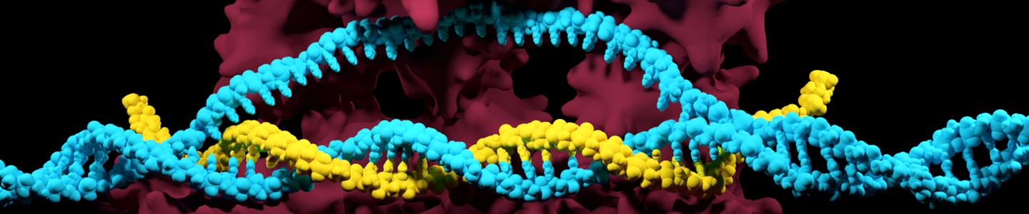 Yellow and light blue DNA double helix.