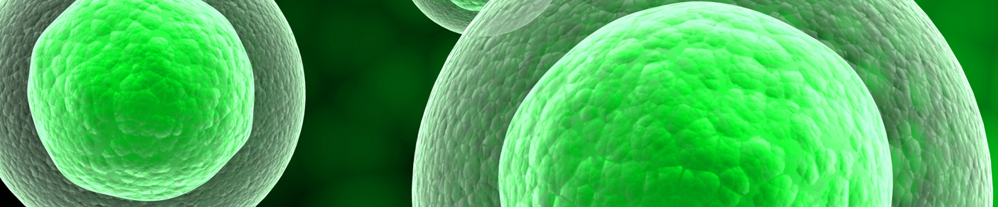 Green cell nucleus.