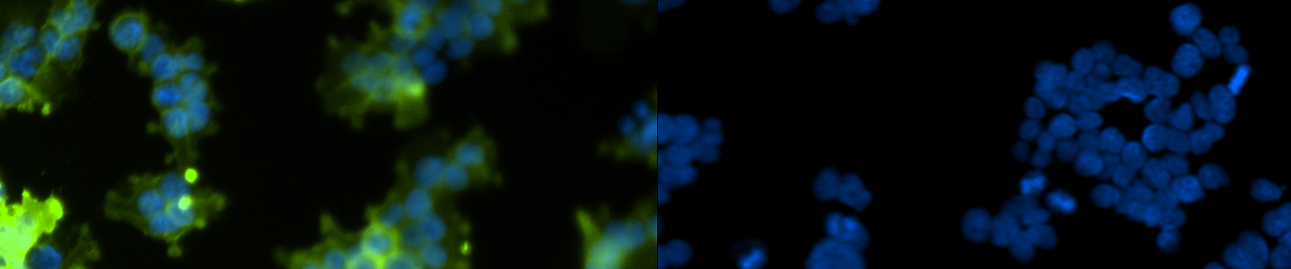 Green and blue human embryonic kidney cells.