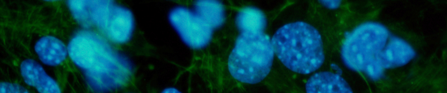 Blue and green high resolution fibroblast cells.