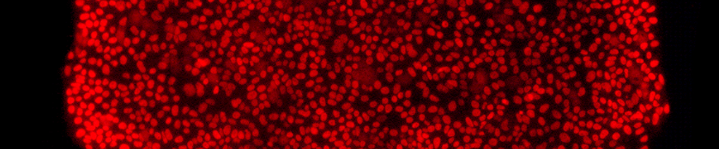 Red IPSC colony nanog cells.