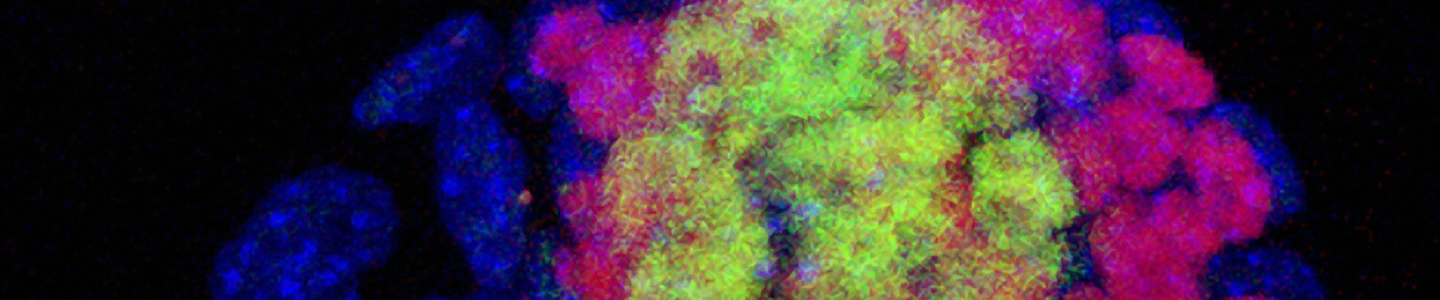 Blue and pink mouse blastocyst cells.