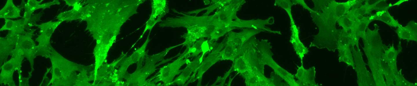 Green mesenchymal IPS stem cells.