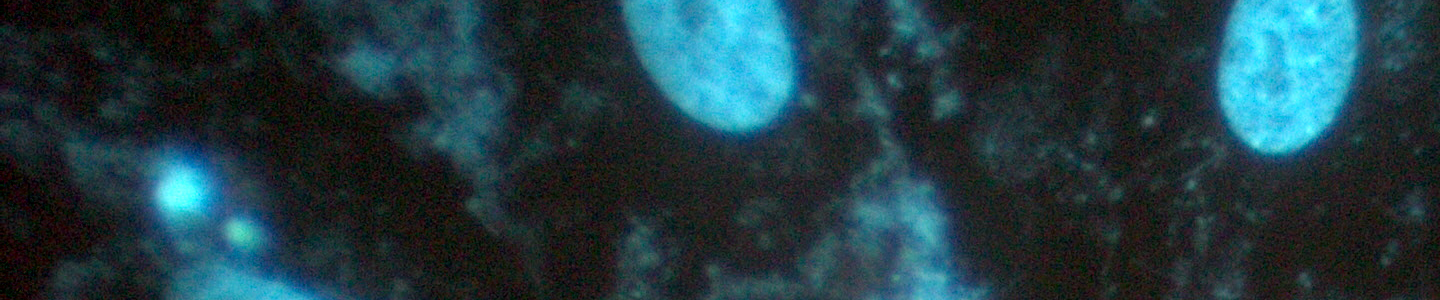 Blue mycoplasma cells.