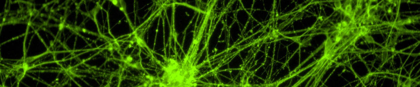 Green neural progenitor stem cells.