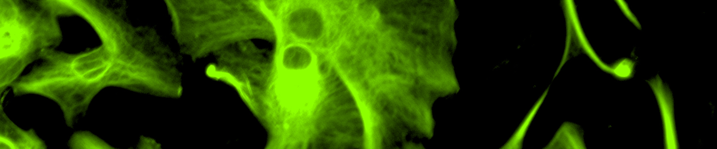 Green Oligodentrocytes neural progenitor cells.