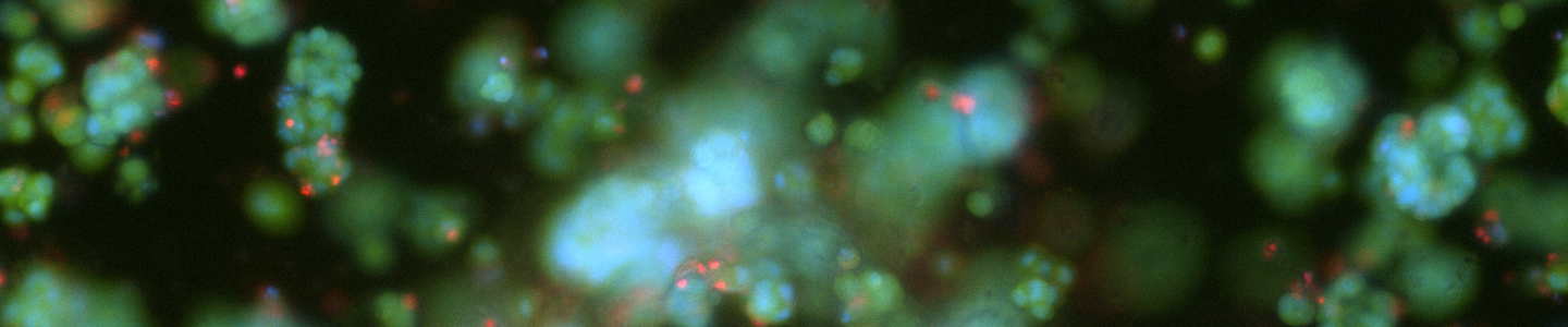 Green and red organoid cells.