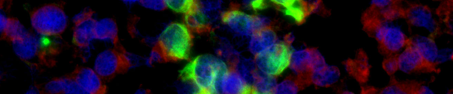 Green and blue c-nestin egfr-2 fluorescent protein.