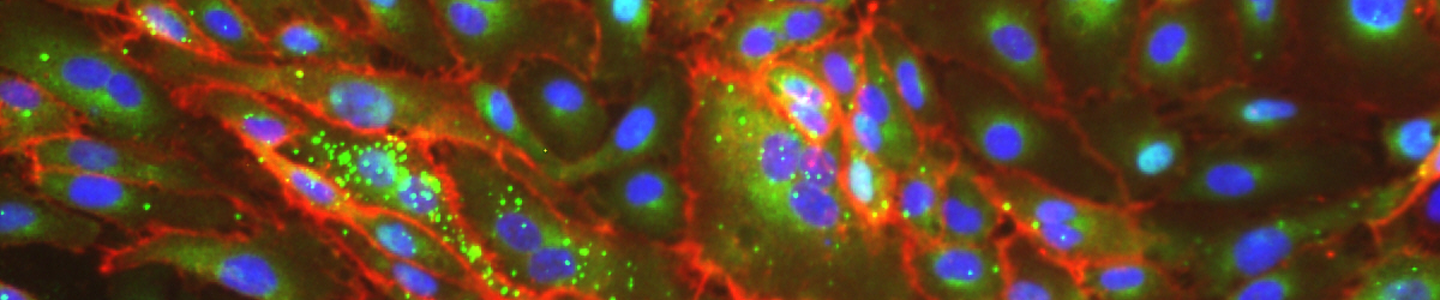 cells immunocytochemistry