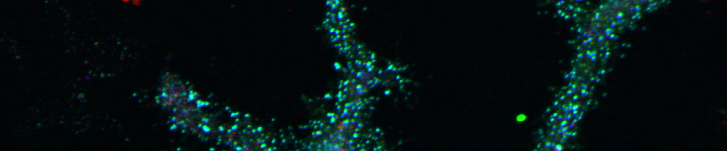 Blue green and red rat peripheral blood.