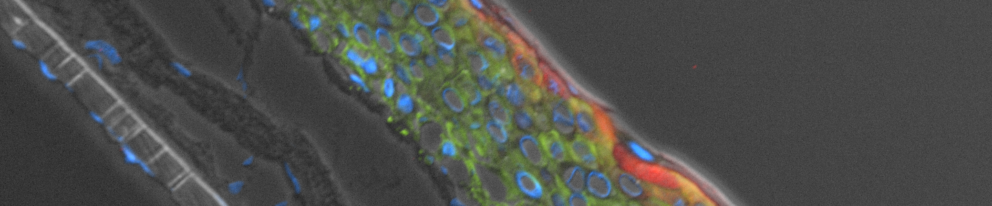 Green and red kidney cells.