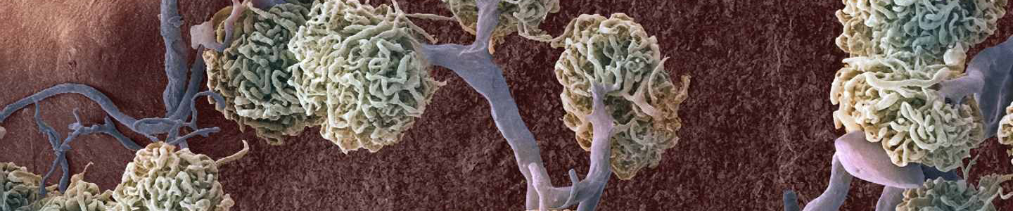 Kidney glomeruli rotate.