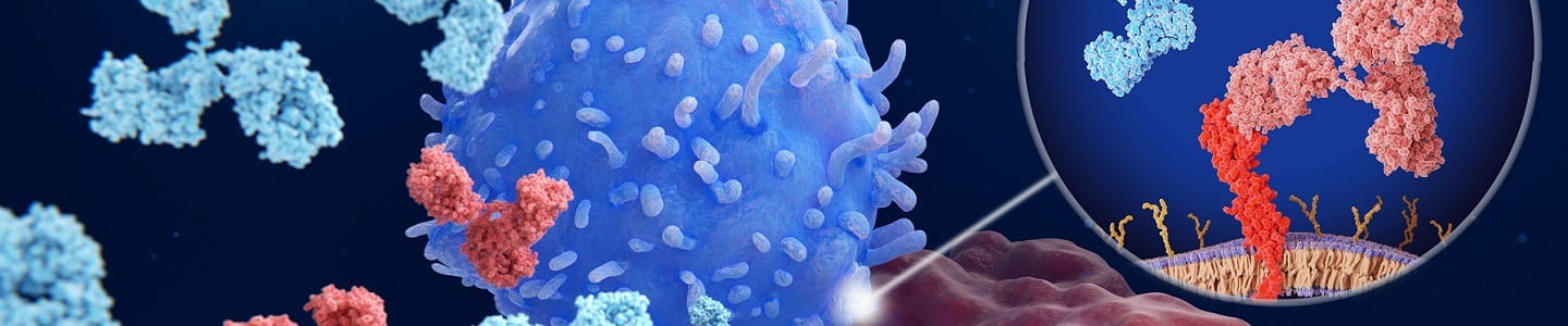 Immune checkpoint inhibitors: Interaction between PD-1 (blue) on a T-cell and PD-L1 (red) on a cancer cell blocked by therapeutic antibodies