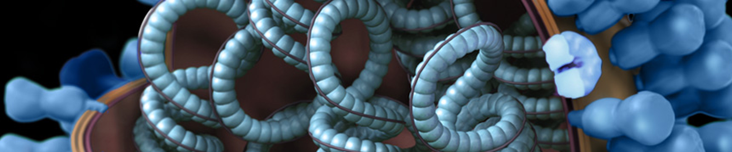 Inside of an influenza virus with blue coils and an blue rods on outside of the virus. Illustration.