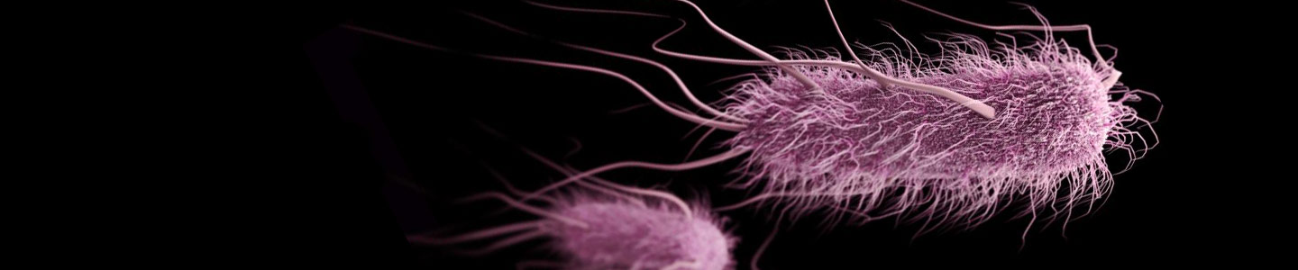 Pink, fuzzy rod of enterobacteriaceae with long flowing tendrils.