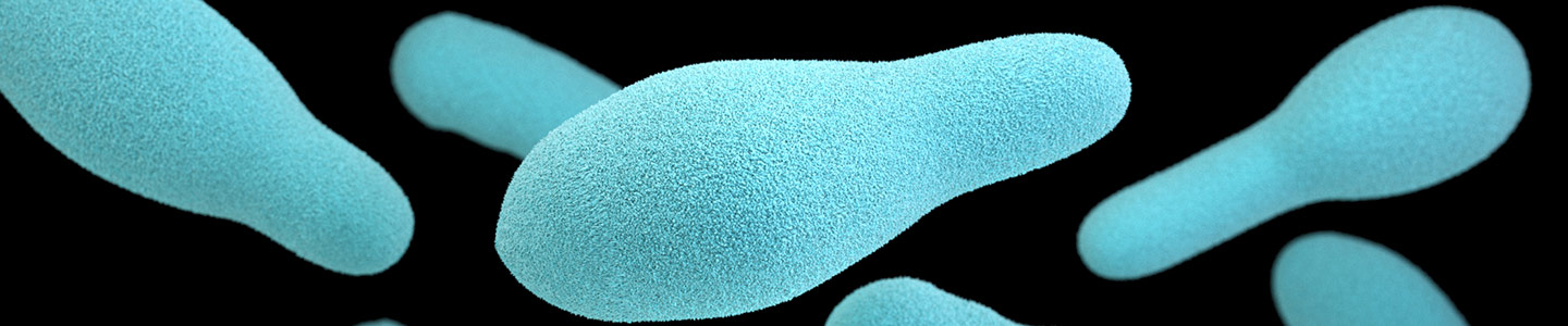 Bowling pin-shaped blue clostridium bacteria.