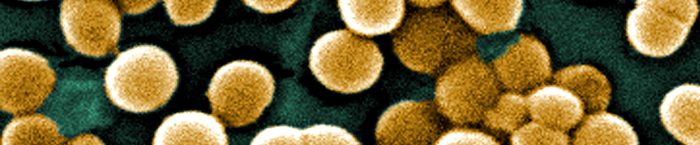 Yellow spheres of methicillin-resistant Staphylococcus aureus clustered together.