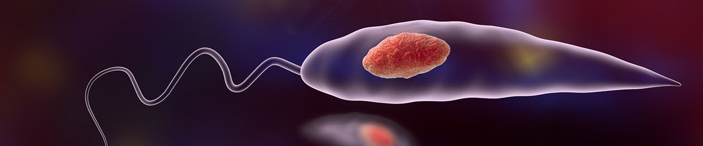 Red sphere inside the transparent Leishmaniasis parasite with a tail.