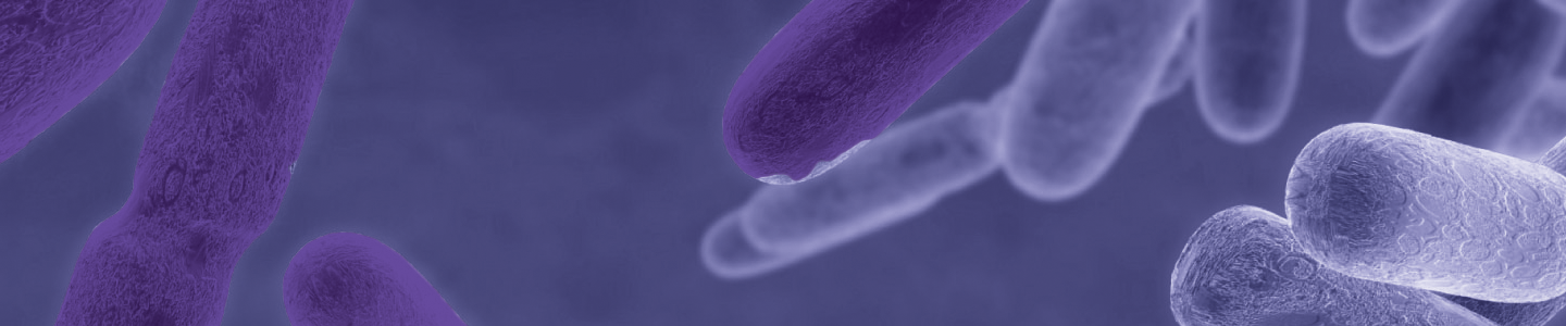 Purple floating rods of Escherichia coli bacteria.