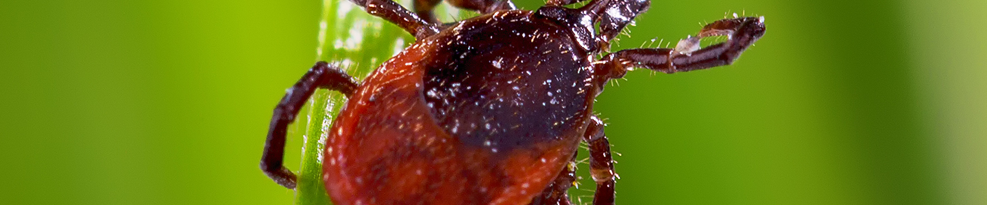 Closeup of red and brown tick on a blade of grass.