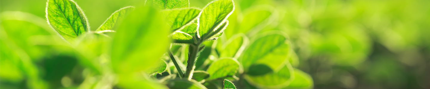 Row of bright, green plants with small leaves in a row, some out of focus.