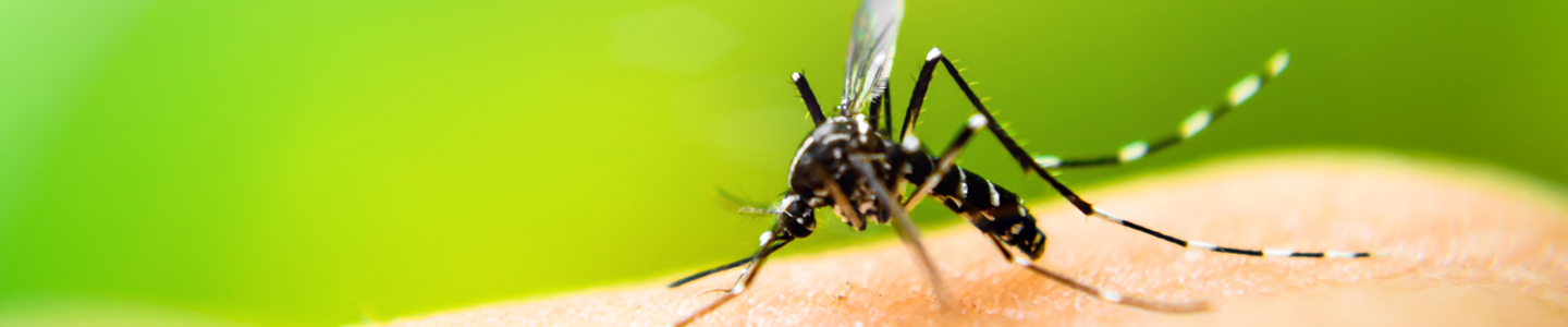 Closeup of a black thin mosquito biting human skin with a blurry, green background.