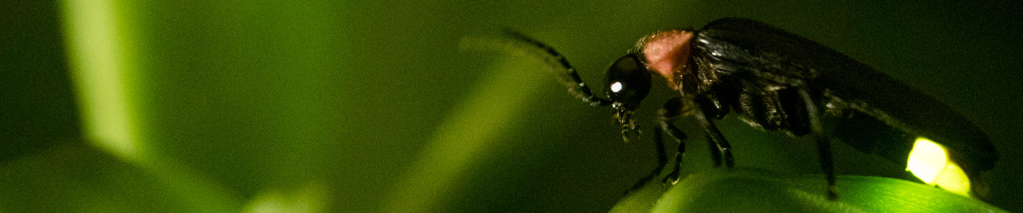 Closeup of a black and red firefly showing his light while standing on a green leaf.