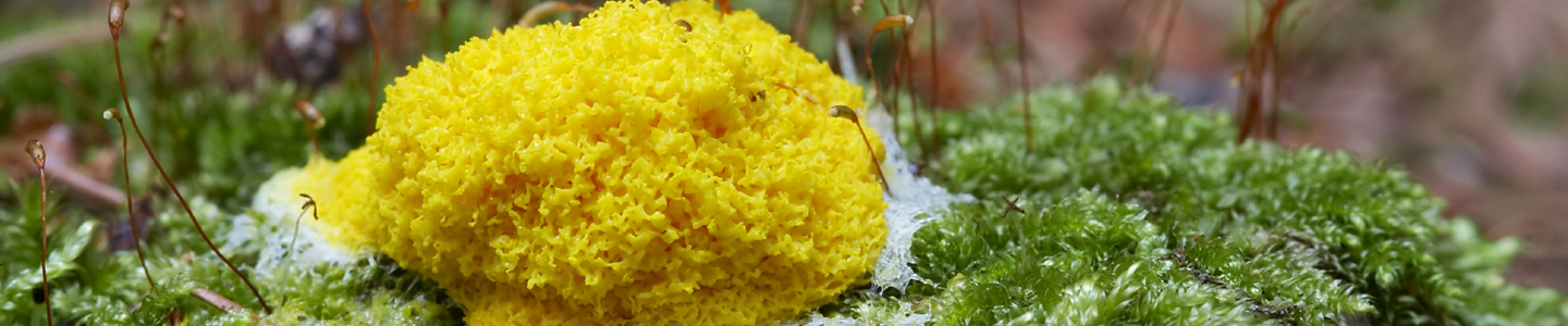 A large, round, sponge-like, yellow Eumycetozoan slime mold growing on green plants.