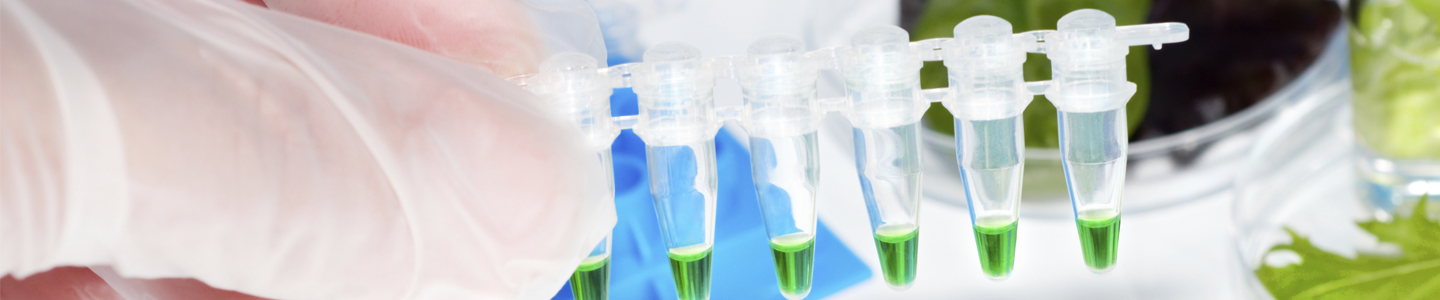 White gloved-fingers holding a string of small vials containing green media with wells and petri dishes with plants on a table.
