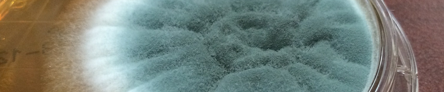Brown, white and glue-gray fungus growing in a clear petri dish.