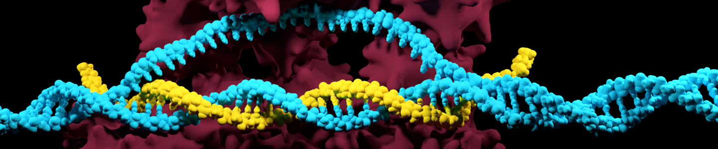 Yellow and light blue DNA double helix.