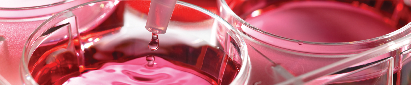 Close-up of pipette of drops of clear red media falling into wells culture plate, ripples on the surface of the media.