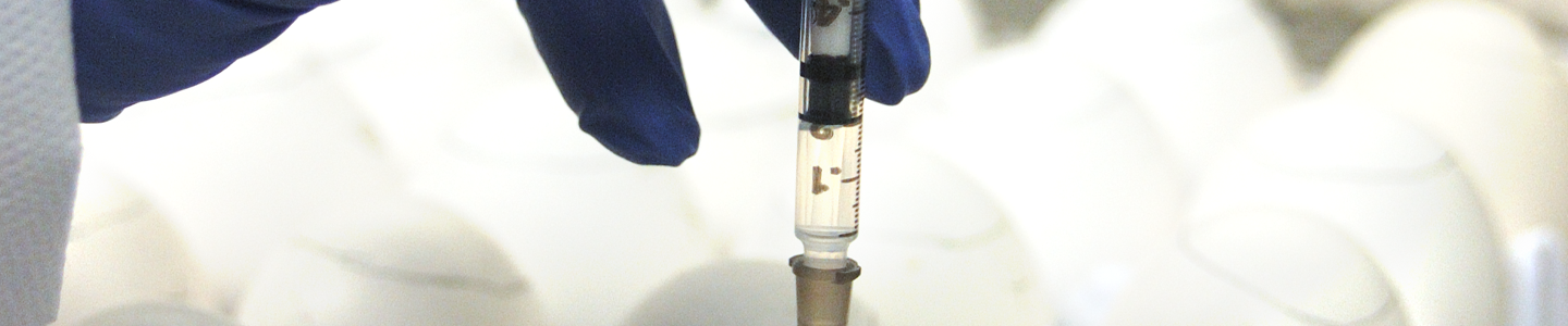 Gloved hand using syringe for injection during egg inoculation in laboratory.