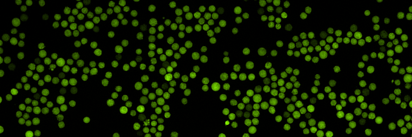 Green K562-GFP with nuclear stain.