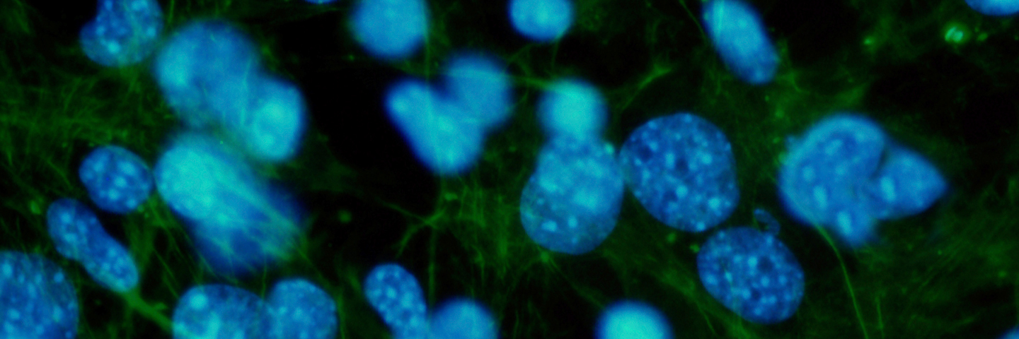 Blue and green high resolution fibroblast cells.