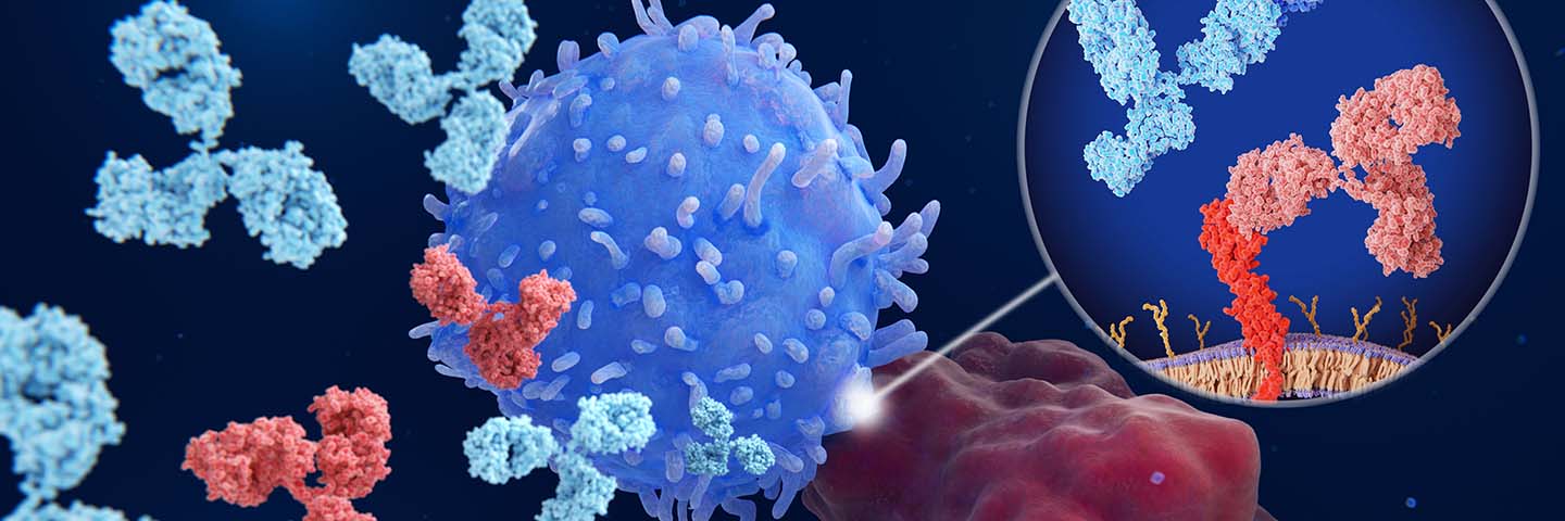 Immune checkpoint inhibitors: Interaction between PD-1 (blue) on a T-cell and PD-L1 (red) on a cancer cell blocked by therapeutic antibodies