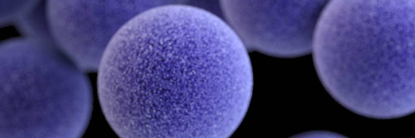 Round, floating, purple-blue balls of staphylococcus aureus bacteria.