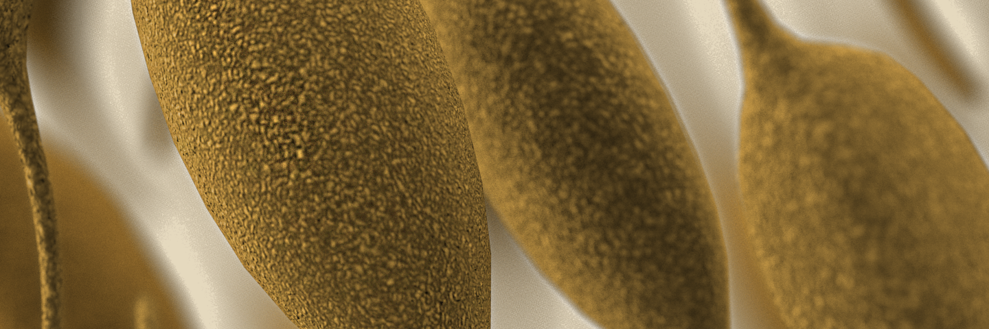 Gold, bean-shaped pods of Mycoplasma pneumoniae.