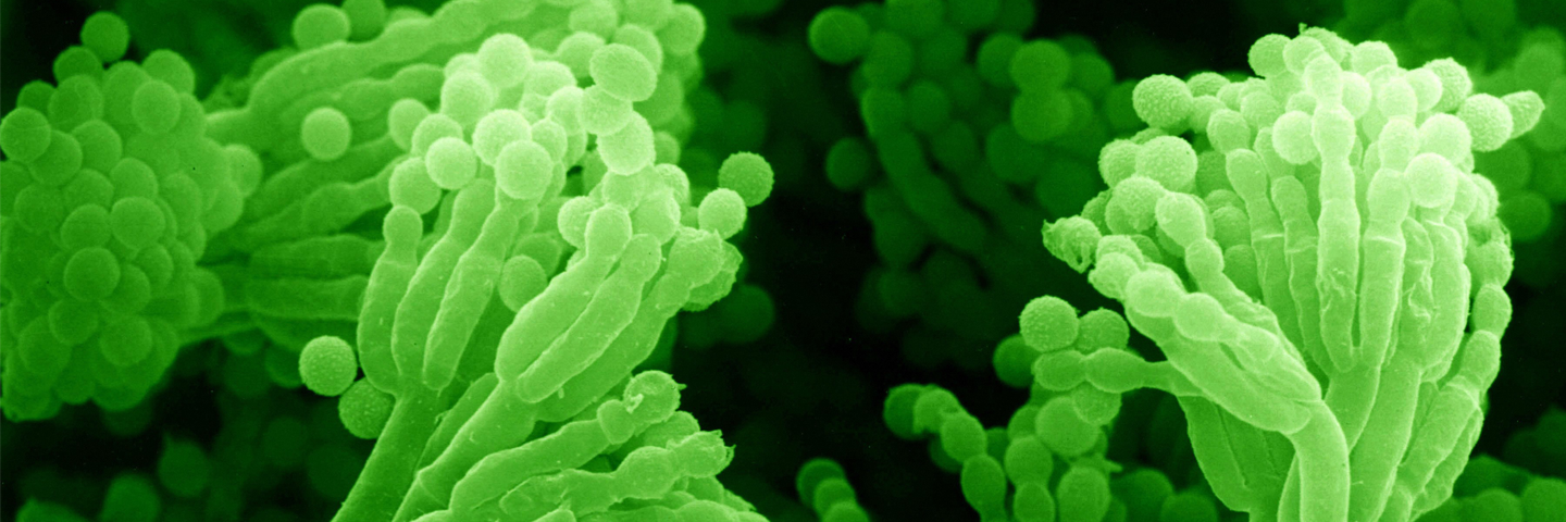 Long, bright green rods and balls of penicillium mold.