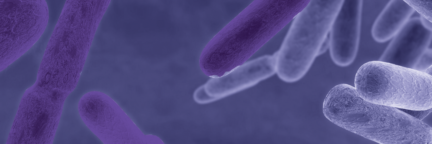Purple floating rods of  Escherichia coli bacteria.