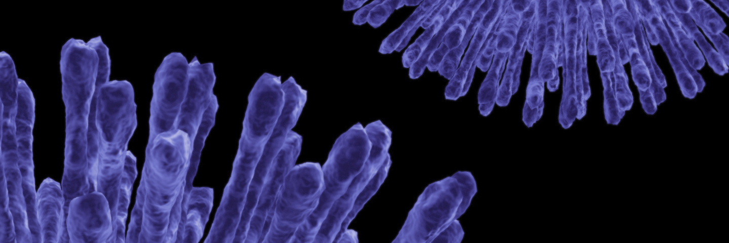 Closeup of purple virus spheres made up of long, iridescent spikes.