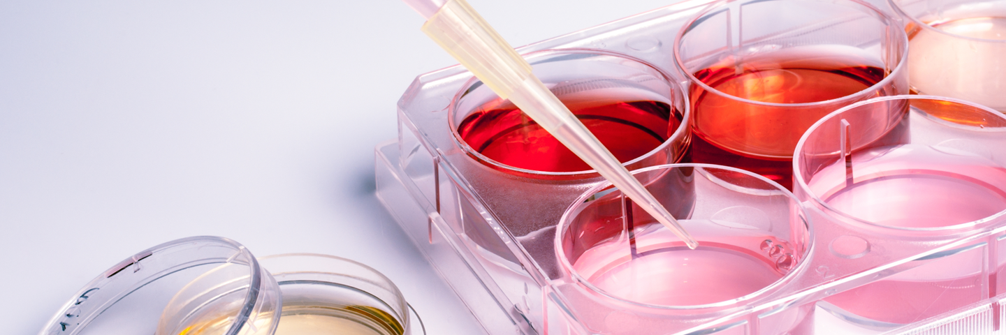 Pipette containing pink media above culture wells containing media of various colors.